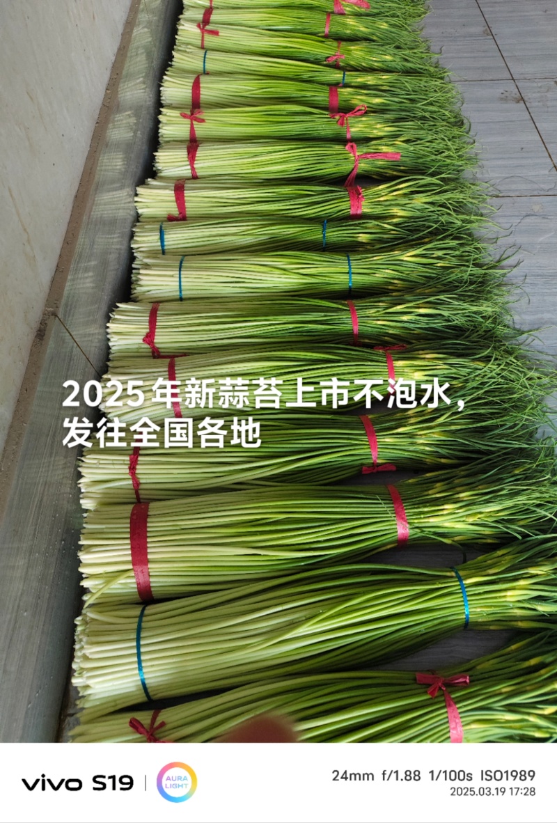 蒜苔产区，大量供应不泡水，长苔不低于70-80红白帽都有
