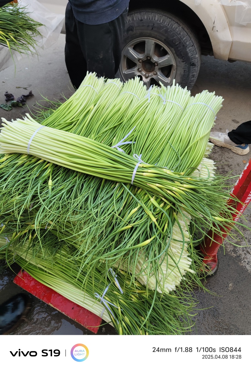 蒜苔产区，大量供应不泡水，长苔不低于70-80红白帽都有