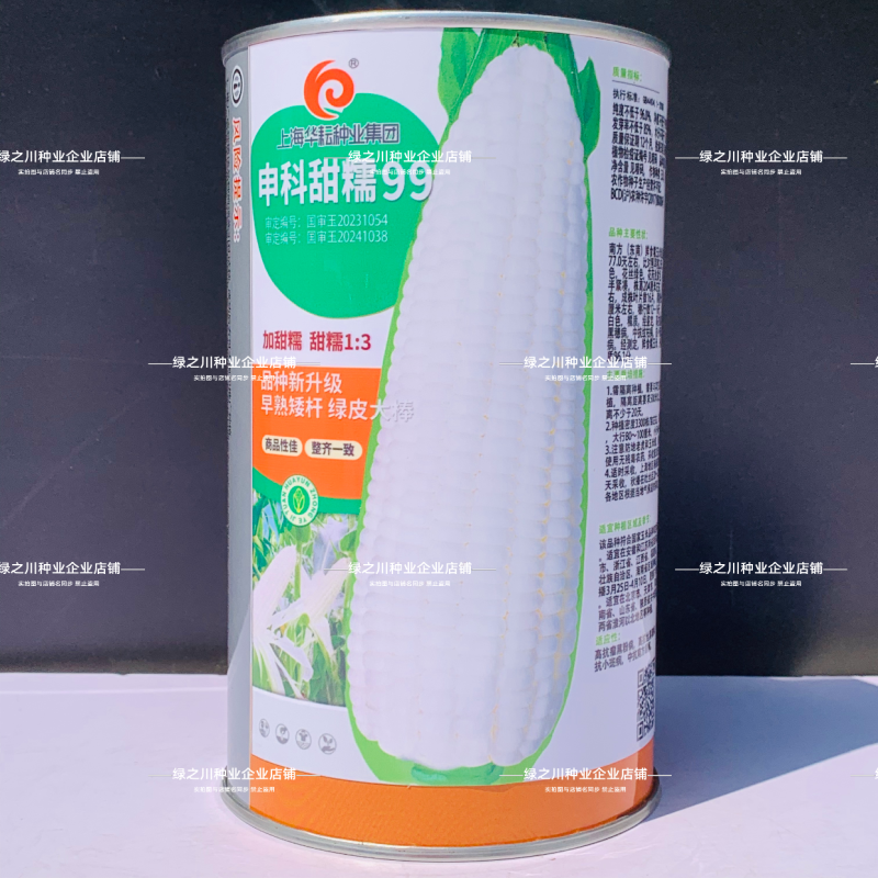 申科甜糯99早熟矮杆大棒甜糯玉米种子加甜糯白玉米种籽
