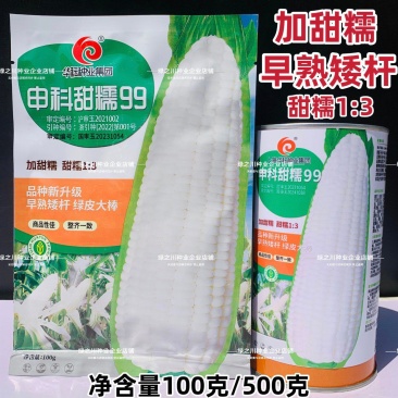 申科甜糯99早熟矮杆大棒玉米种子加甜糯白玉米种籽鲜食玉米