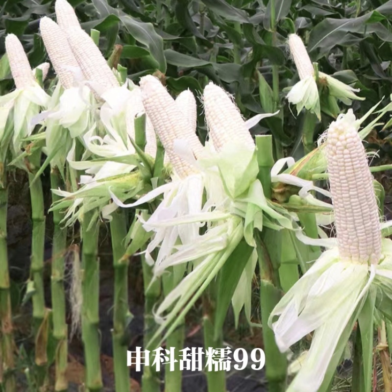 申科甜糯99早熟矮杆大棒玉米种子加甜糯白玉米种籽鲜食玉米