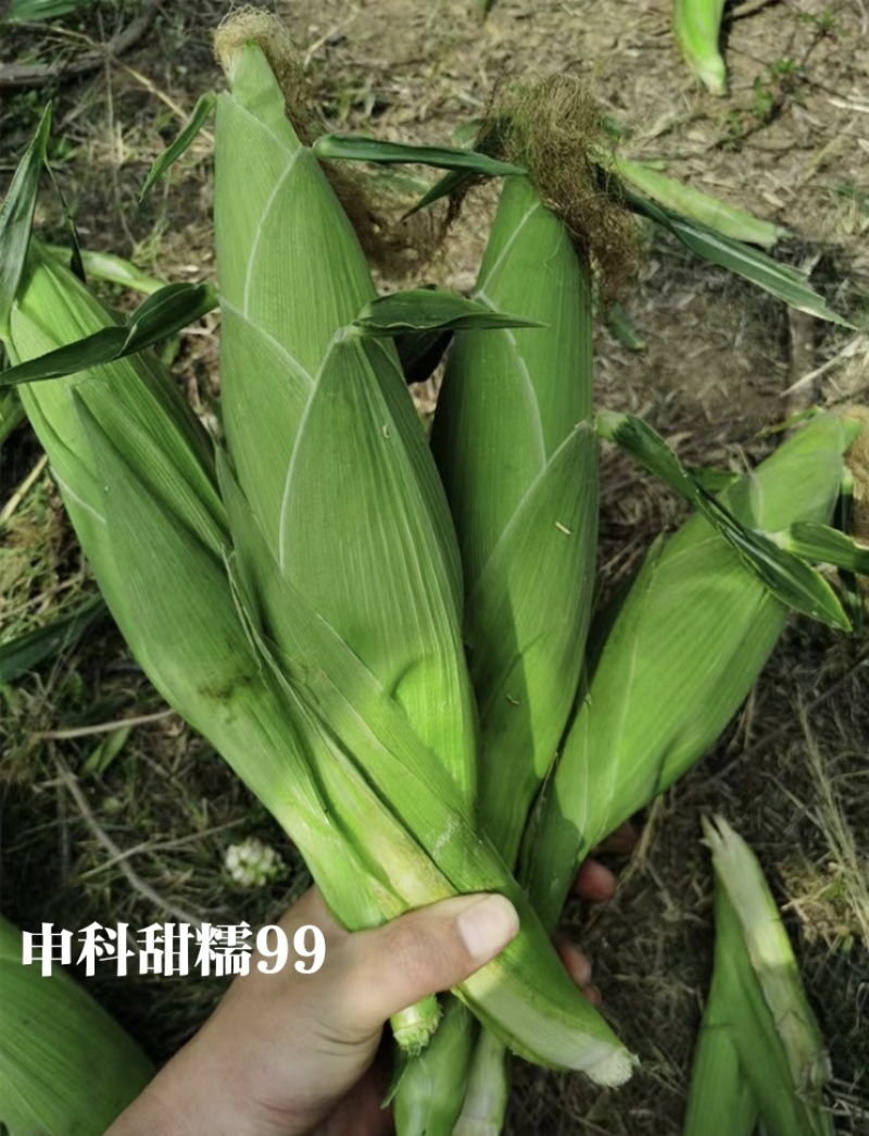 申科甜糯99早熟矮杆大棒玉米种子加甜糯白玉米种籽鲜食玉米