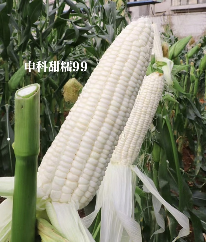 申科甜糯99早熟矮杆大棒玉米种子加甜糯白玉米种籽鲜食玉米