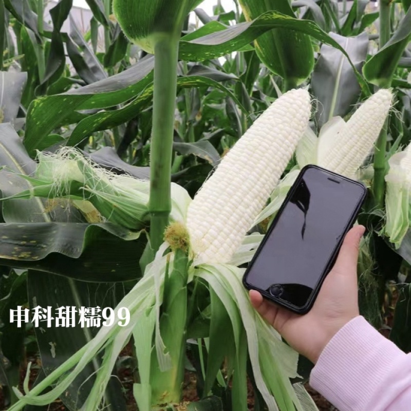 申科甜糯99早熟矮杆大棒玉米种子加甜糯白玉米种籽鲜食玉米