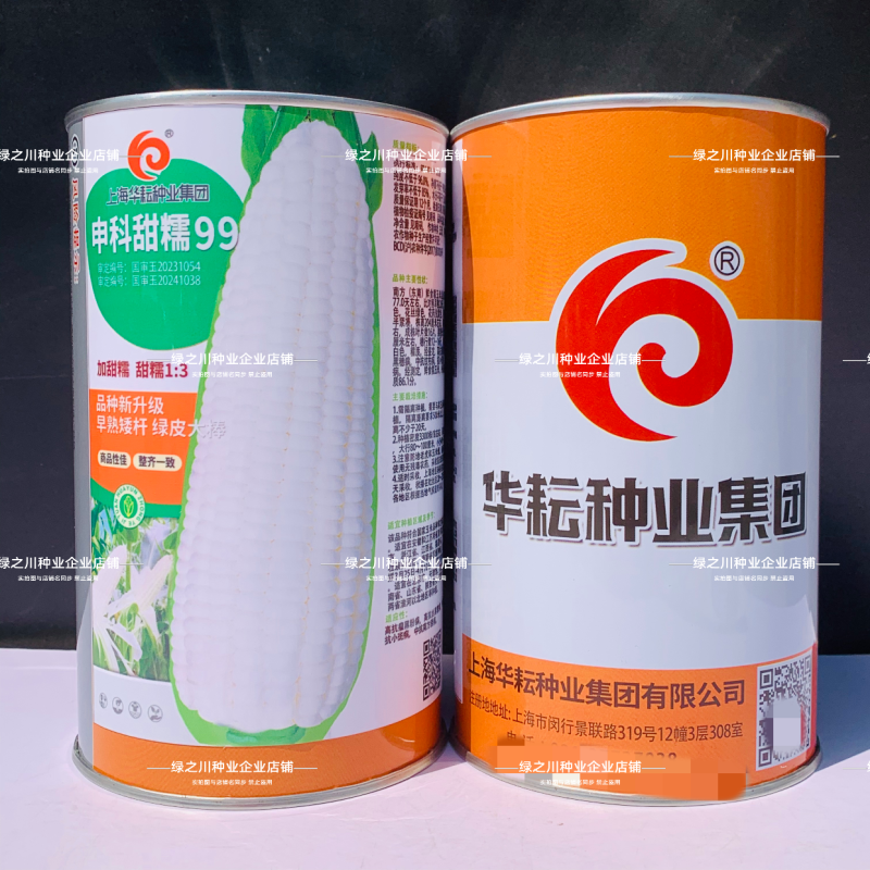 申科甜糯99早熟矮杆大棒玉米种子加甜糯白玉米种籽鲜食玉米