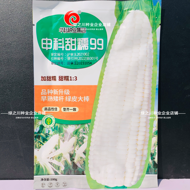 申科甜糯99早熟矮杆大棒玉米种子加甜糯白玉米种籽鲜食玉米