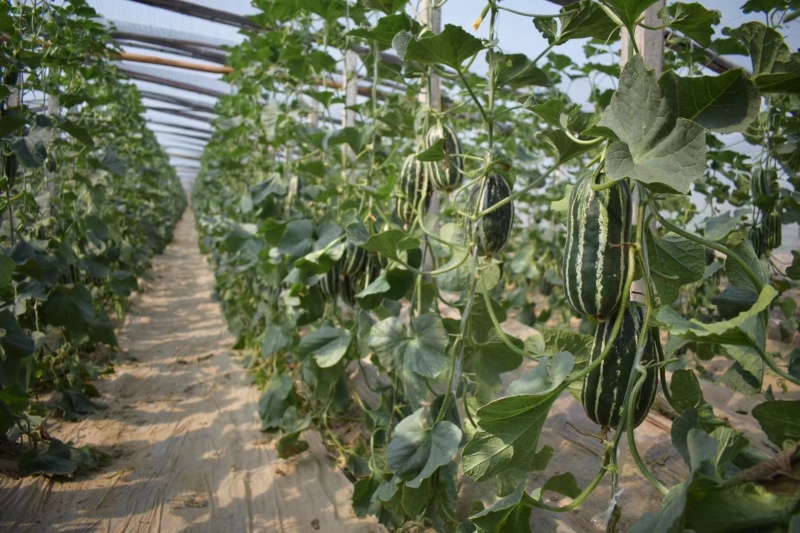 美蜜9号甜瓜种子酥脆香甜薄皮甜瓜种籽博洋9类型甜瓜香瓜籽