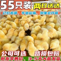 活体小鸡幼苗批发正宗土鸡苗三黄鸡五黑鸡麻鸡草鸡笨鸡下蛋鸡活苗