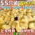 活体小鸡幼苗批发正宗土鸡苗三黄鸡五黑鸡麻鸡草鸡笨鸡下蛋鸡活苗