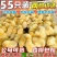 活体小鸡幼苗批发正宗土鸡苗三黄鸡五黑鸡麻鸡草鸡笨鸡下蛋鸡活苗