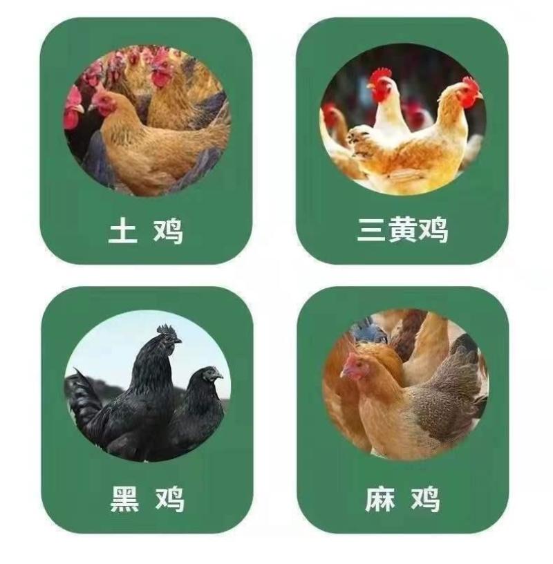 活体小鸡幼苗批发正宗土鸡苗三黄鸡五黑鸡麻鸡草鸡笨鸡下蛋鸡活苗