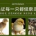活体小鸡幼苗批发正宗土鸡苗三黄鸡五黑鸡麻鸡草鸡笨鸡下蛋鸡活苗