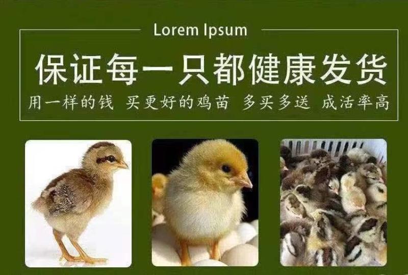 活体小鸡幼苗批发正宗土鸡苗三黄鸡五黑鸡麻鸡草鸡笨鸡下蛋鸡活苗