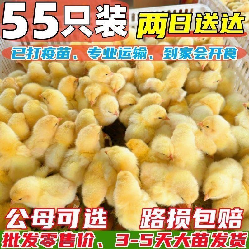 活体小鸡幼苗批发正宗土鸡苗三黄鸡五黑鸡麻鸡草鸡笨鸡下蛋鸡活苗