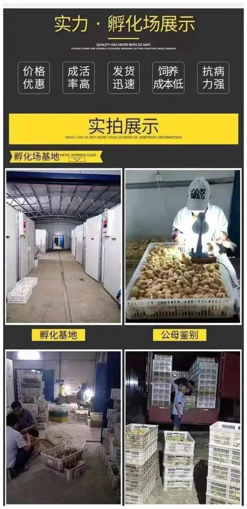活体小鸡幼苗批发正宗土鸡苗三黄鸡五黑鸡麻鸡草鸡笨鸡下蛋鸡活苗