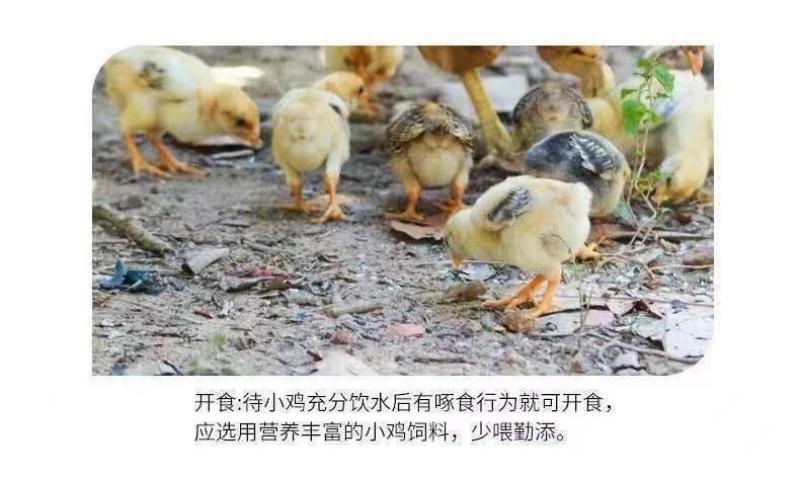 活体小鸡幼苗批发正宗土鸡苗三黄鸡五黑鸡麻鸡草鸡笨鸡下蛋鸡活苗