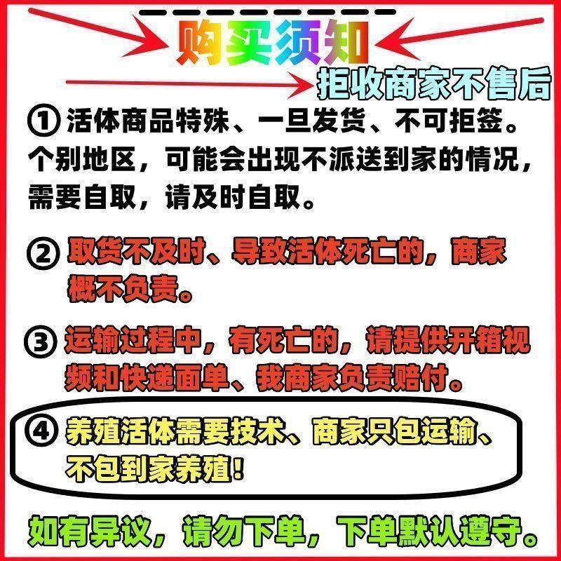 活体小鸡幼苗批发正宗土鸡苗三黄鸡五黑鸡麻鸡草鸡笨鸡下蛋鸡活苗