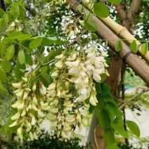 洋槐花产地批发，三通一达顺丰一件代发
