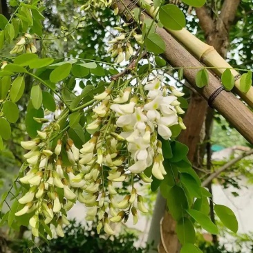 洋槐花产地批发，三通一达顺丰一件代发