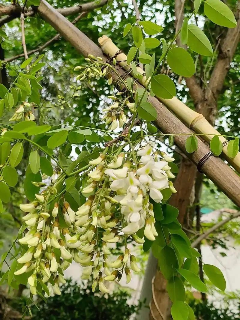 洋槐花产地批发，三通一达顺丰一件代发