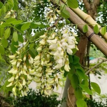 产地批发菜市场洋槐花一手货源