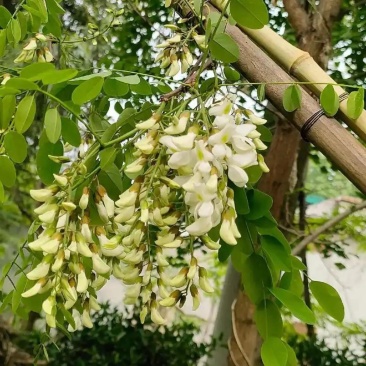 产地批发菜市场洋槐花一手货源