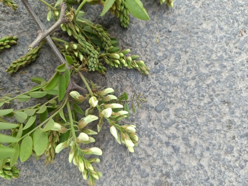 产地批发菜市场洋槐花一手货源