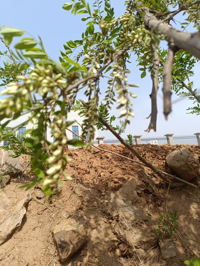 产地批发菜市场洋槐花一手货源