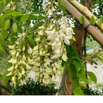 洋槐花，洋槐花，一手产地货源