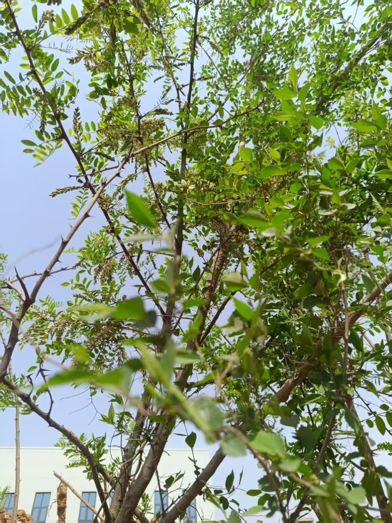 洋槐花，洋槐花，一手产地货源