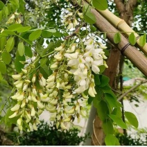 洋槐花，槐花产地一手货源