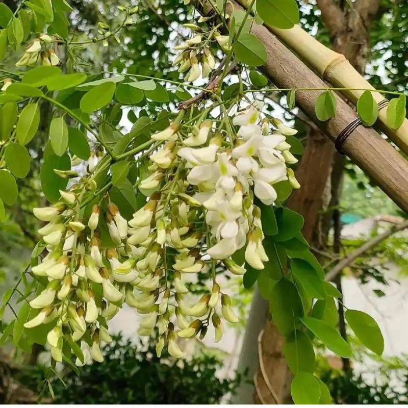 洋槐花，槐花产地一手货源