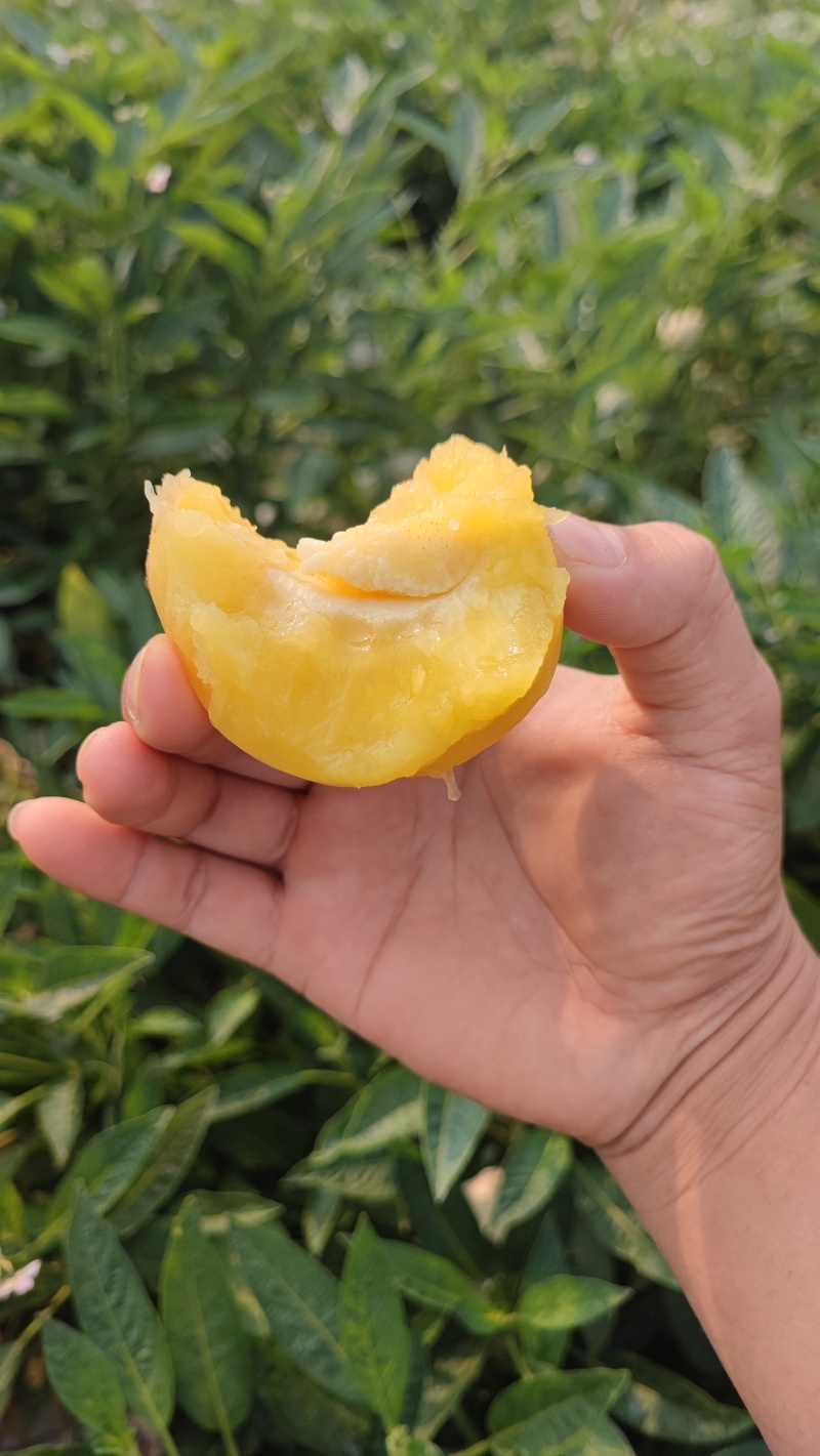 云南西双版纳七彩人参果场地直销质量保证