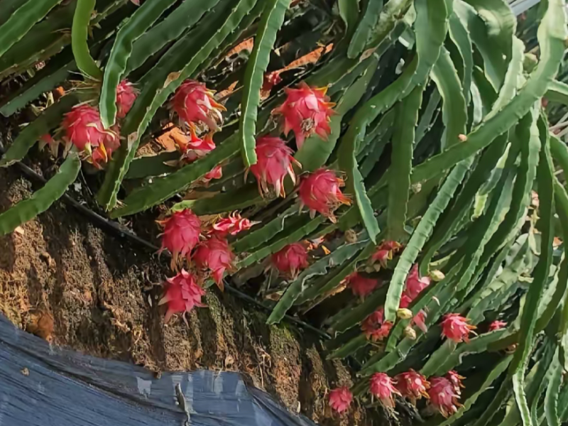 火龙果