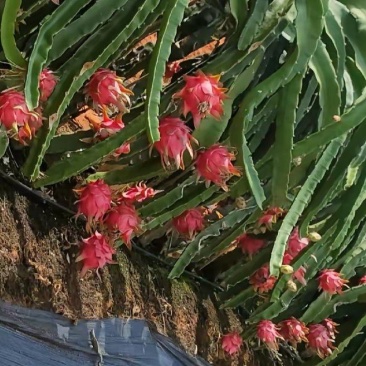 火龙果