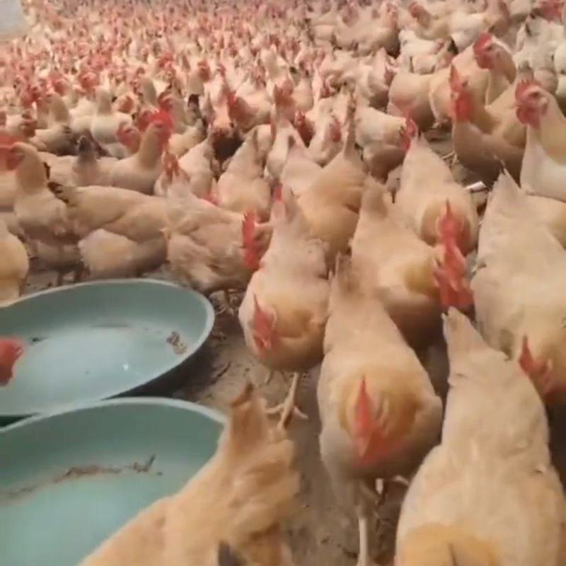 广东现货现发同城土鸡线鸡正宗果园鸡散养月清远阉鸡肉新鲜宰