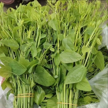 赤苍藤价格真实不玩套路，新鲜，嫩芽