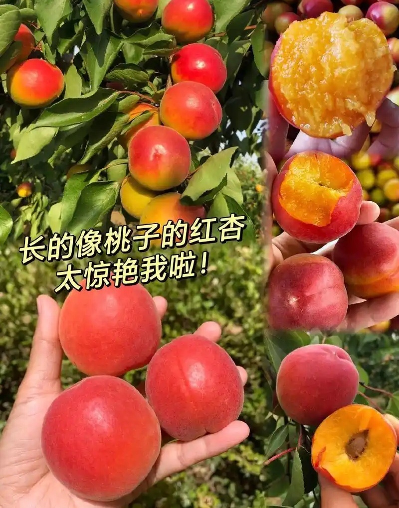 【丰园红杏】陕西大荔基地直供/现货随装/量大从优欢迎来电