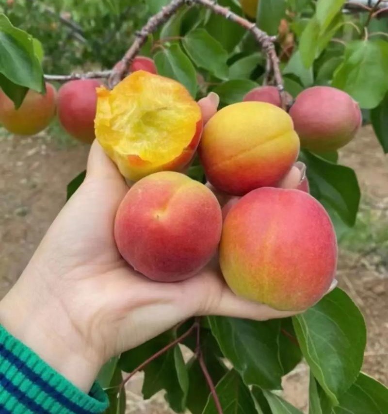 【丰园红杏】陕西大荔基地直供/现货随装/量大从优欢迎来电