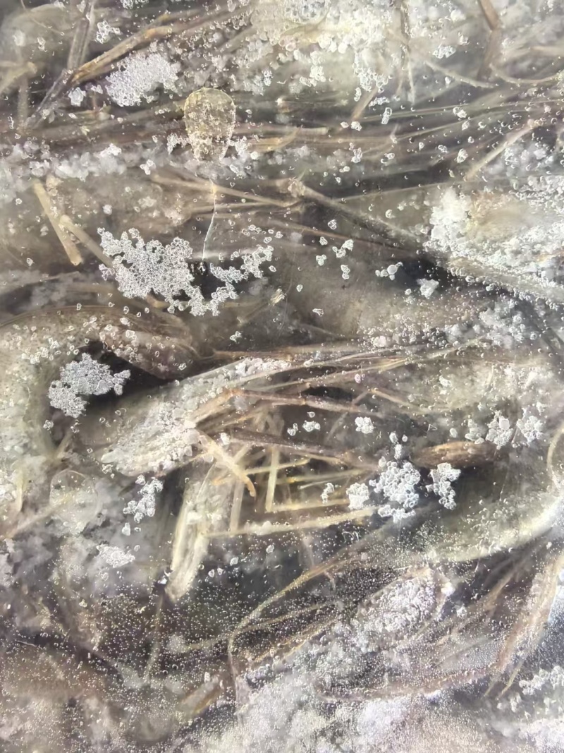 活虾速冻各种规格都有：欢迎合作共赢