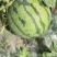 【精品】松花菜大量供应，新鲜采摘量大从优江苏徐州产地直发