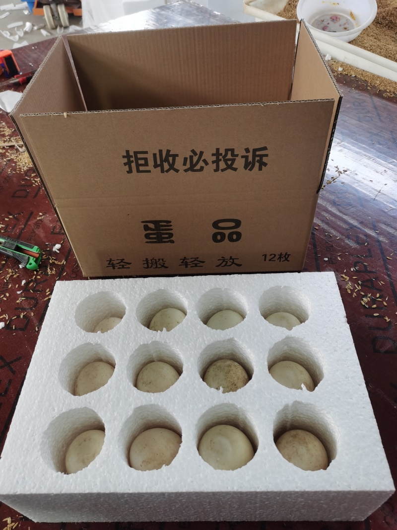大鹅蛋，大雁蛋，桶装鹅蛋，箱装鹅蛋，支持电商一件代发