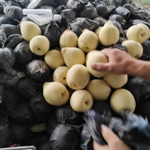 河北石家庄精品鸭梨，水晶梨产地直销欢迎进店咨询