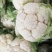 陕西汉中白实菜花