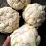 陕西汉中白实菜花