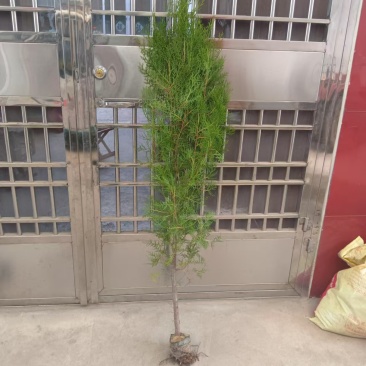侧柏工程苗，绿化苗大小规格型号都有货