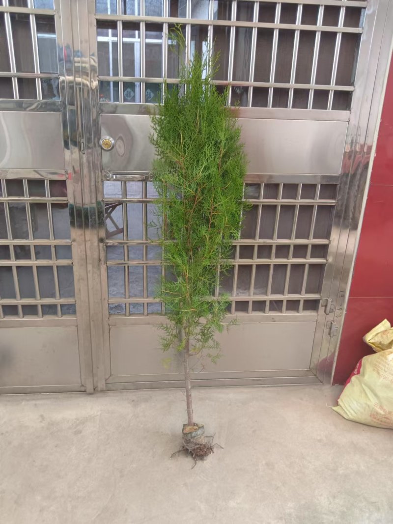 侧柏工程苗，绿化苗大小规格型号都有货