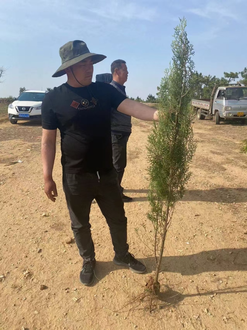 侧柏工程苗，绿化苗大小规格型号都有货