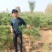 黑松苗各种规格型号都有