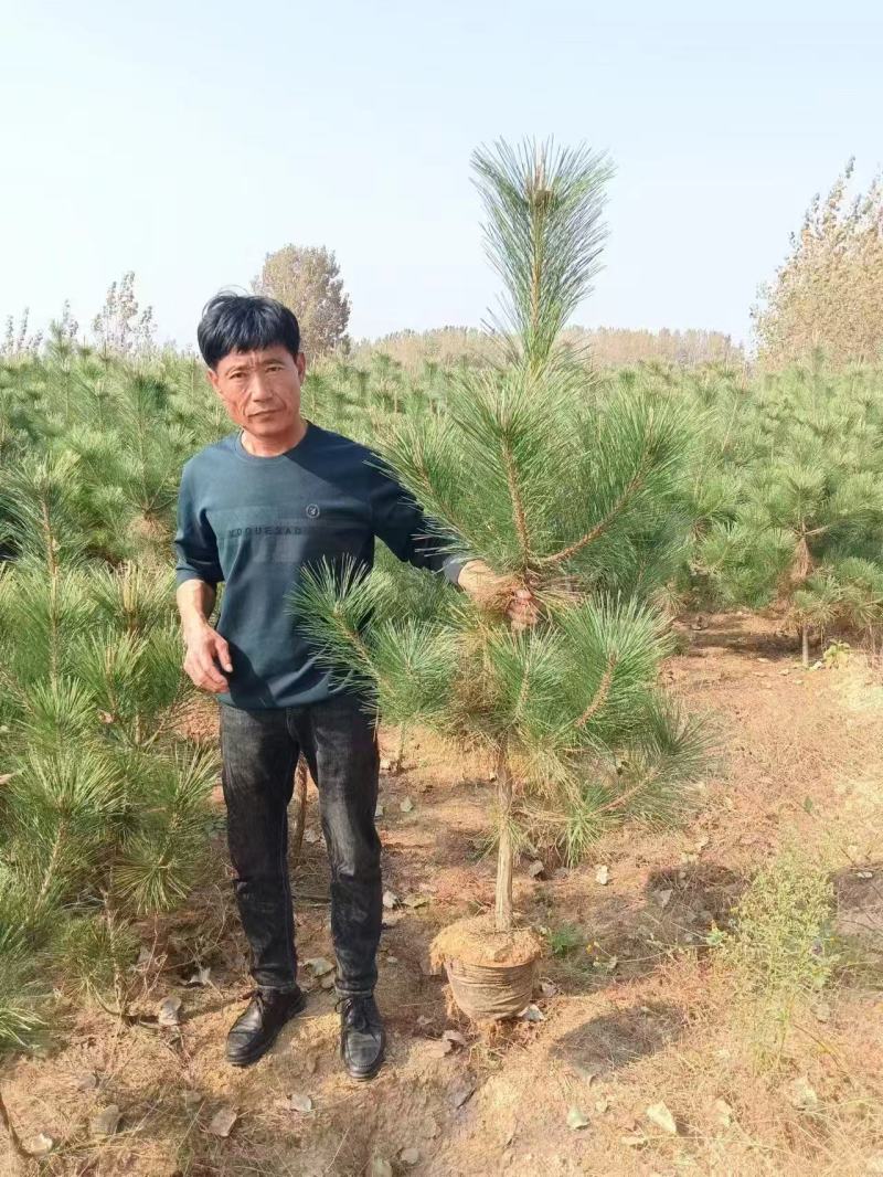 黑松苗各种规格型号都有